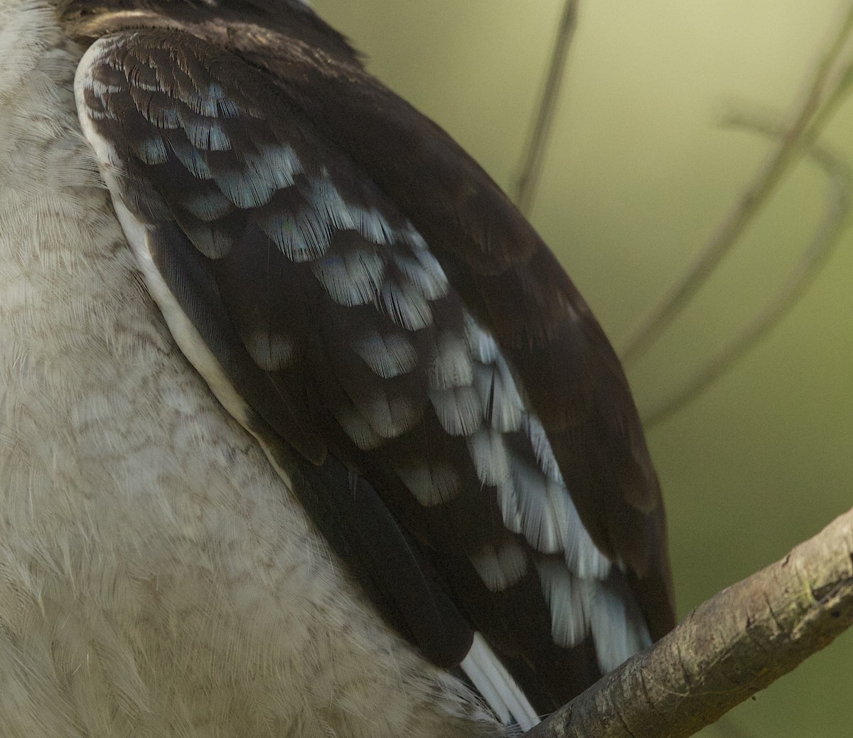 Laughing Kookaburra - David  Tytherleigh