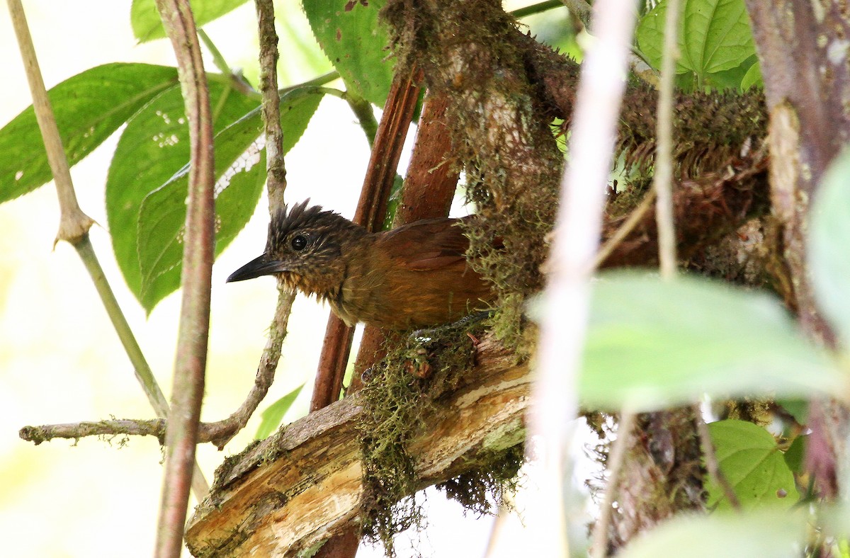 Streak-capped Treehunter - ML717995