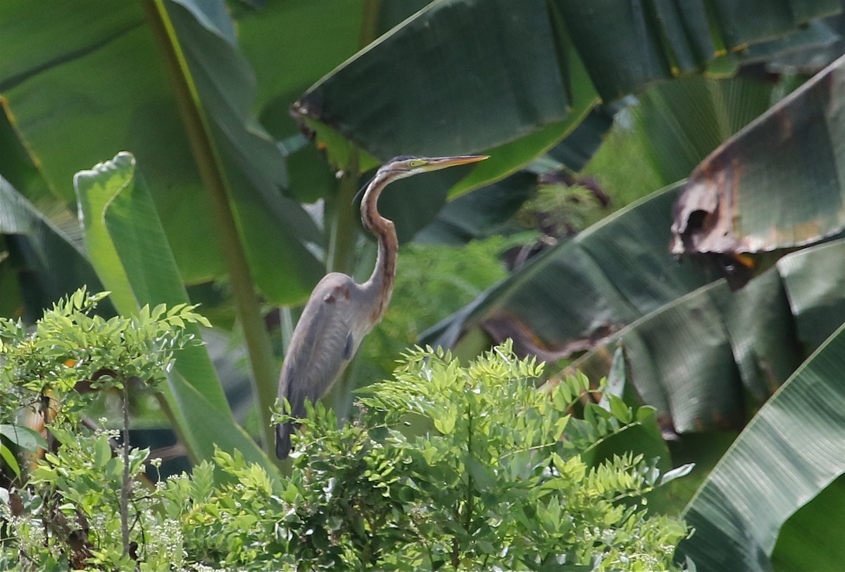 Purple Heron - ML71800201