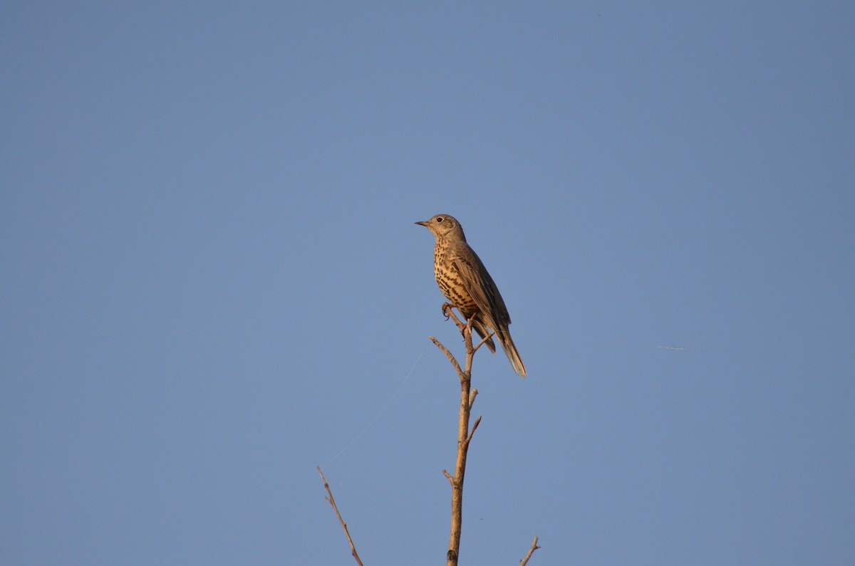 Mistle Thrush - ML71800221