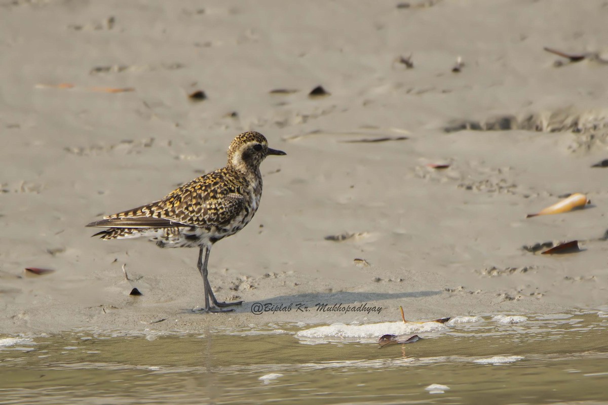 Chorlito Dorado Europeo - ML718007