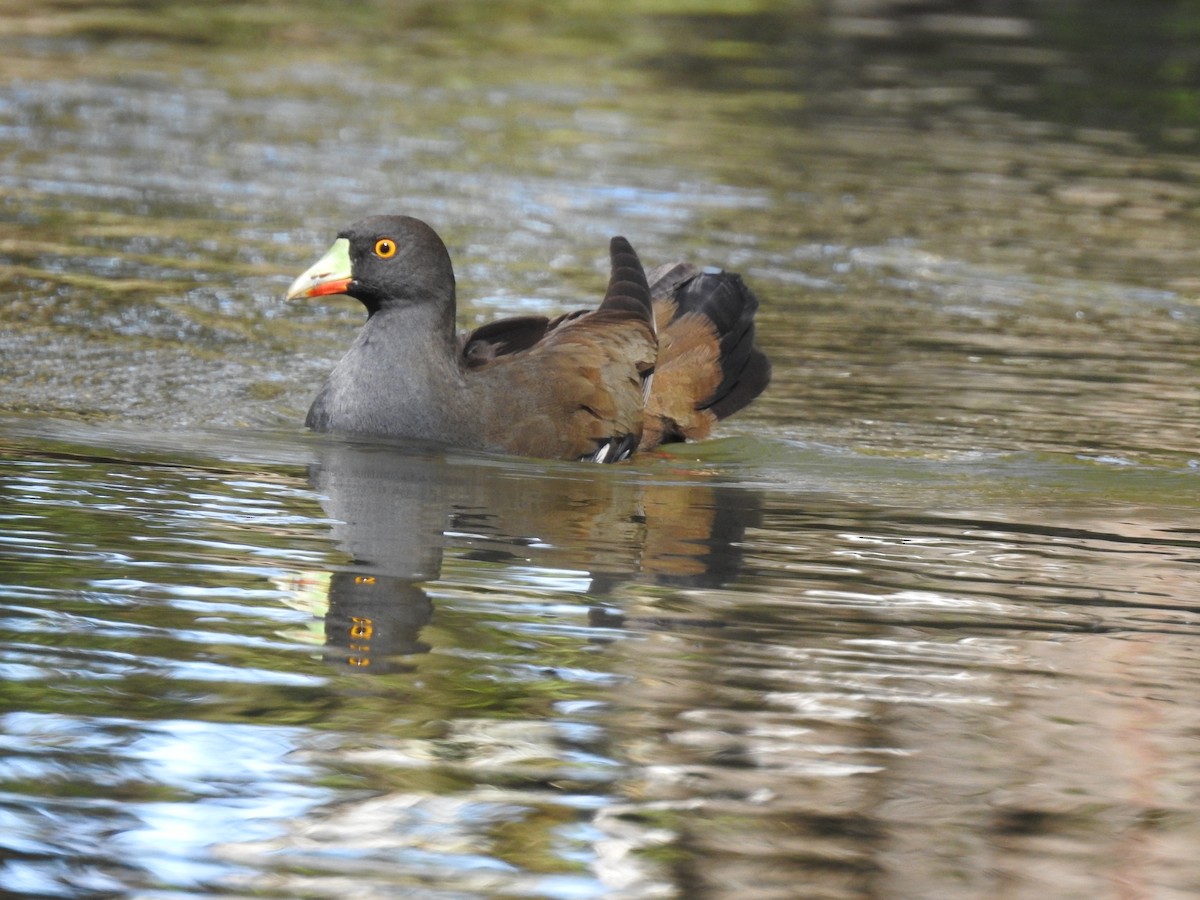 Black-tailed Nativehen - Jeffrey Crawley