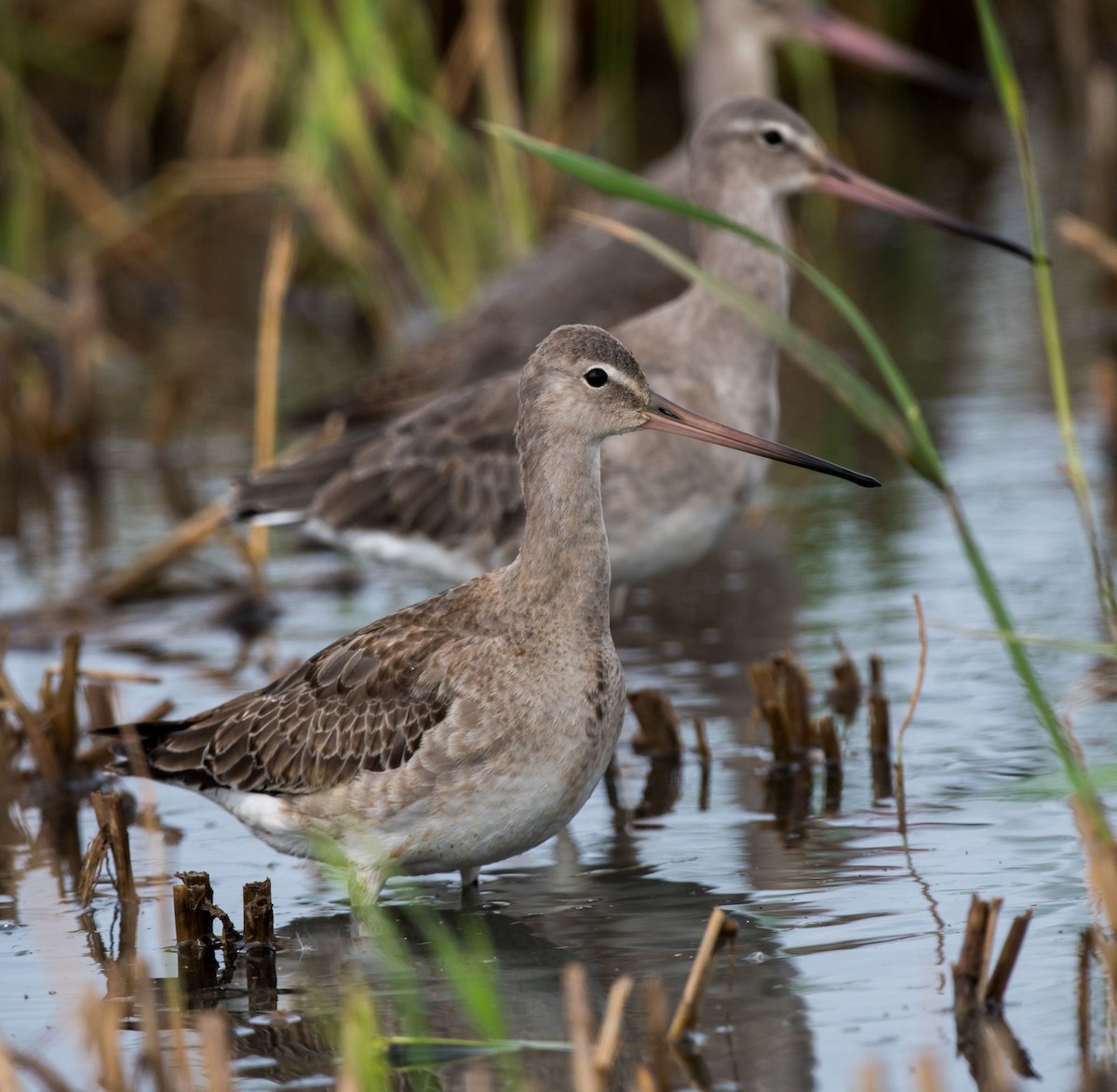 Black-tailed Godwit - Kai Pflug