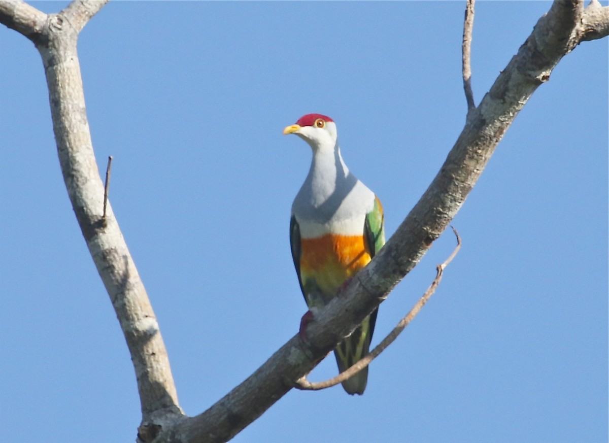 Wallace's Fruit-Dove - Gil Ewing