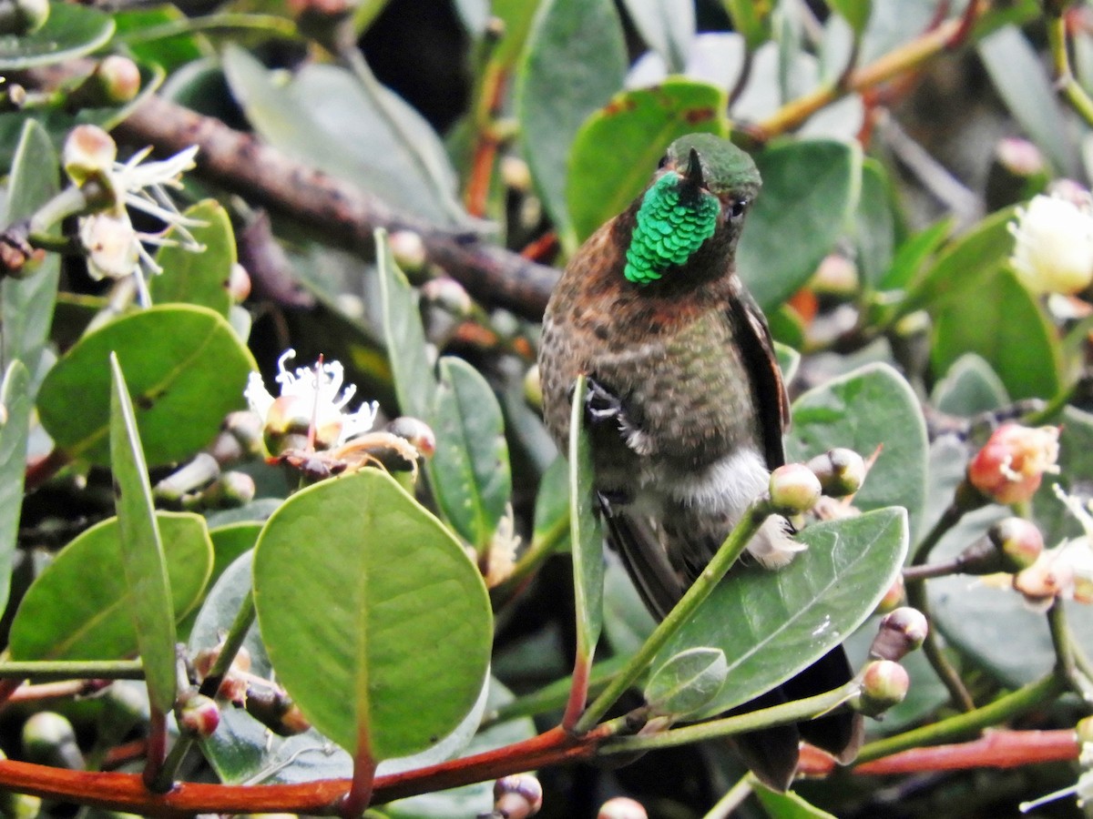 kolibřík dřišťálový (ssp. tyrianthina/quitensis) - ML718018