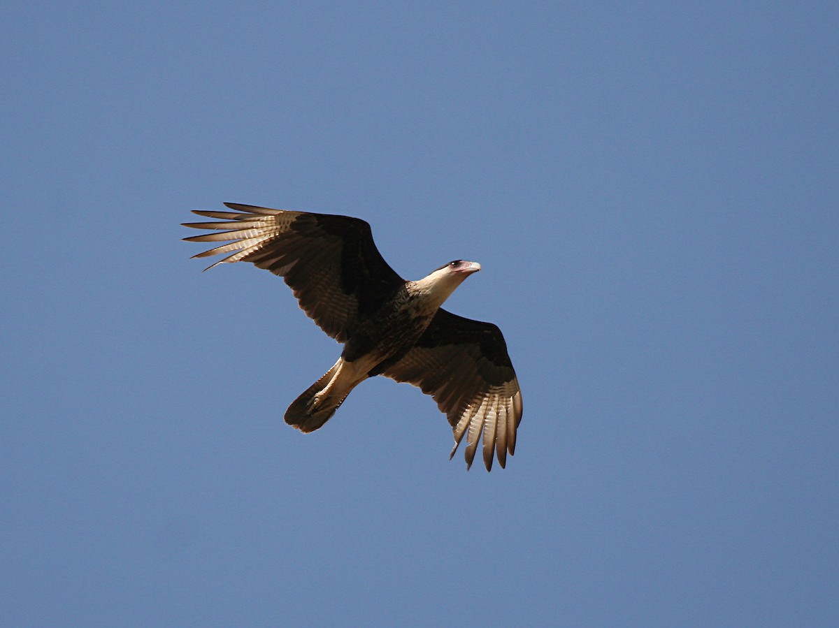 Caracara huppé (cheriway) - ML718029