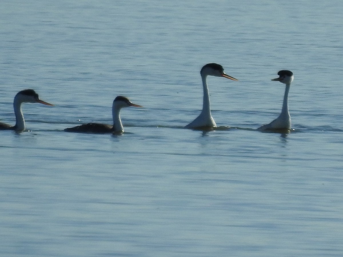 Clark's Grebe - ML71803341