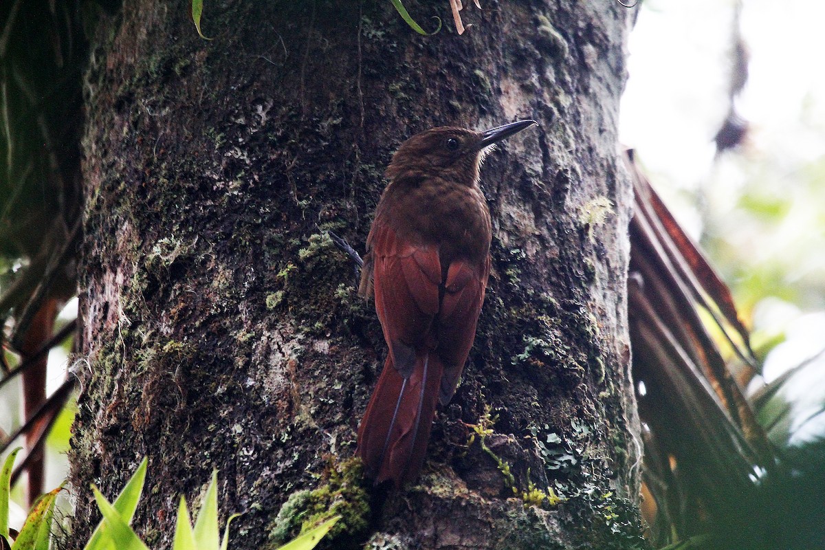 Tyrannine Woodcreeper - Eduardo Soler