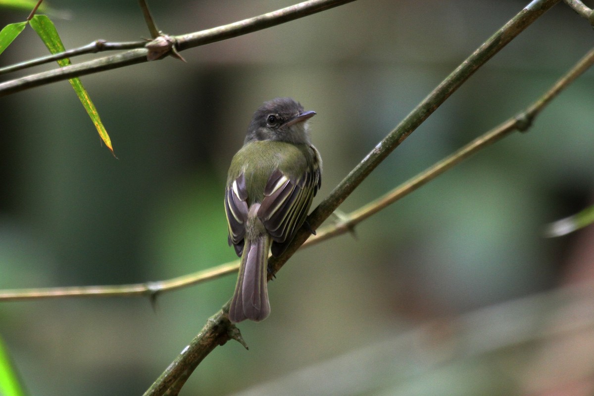 Yellow-olive Flatbill (asemus) - ML718065