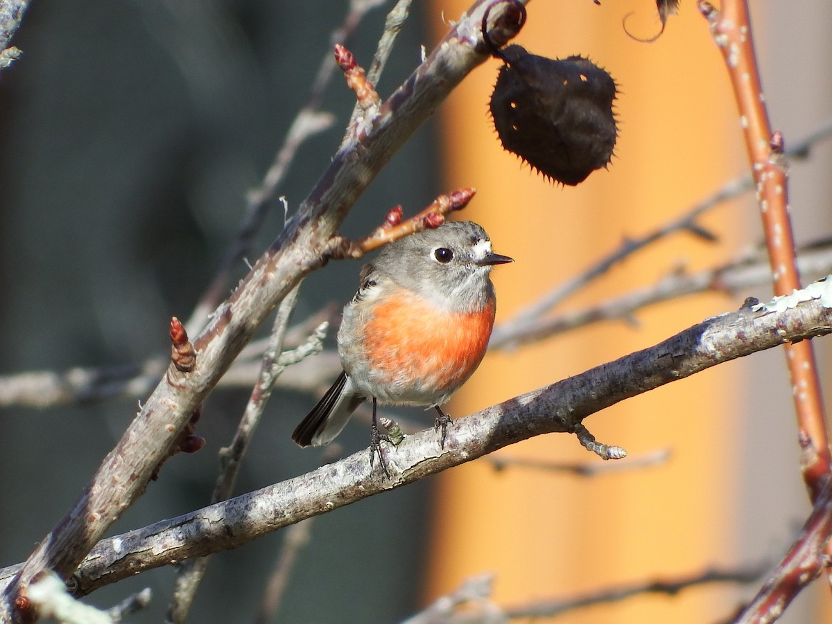 Scarlet Robin - ML71807331