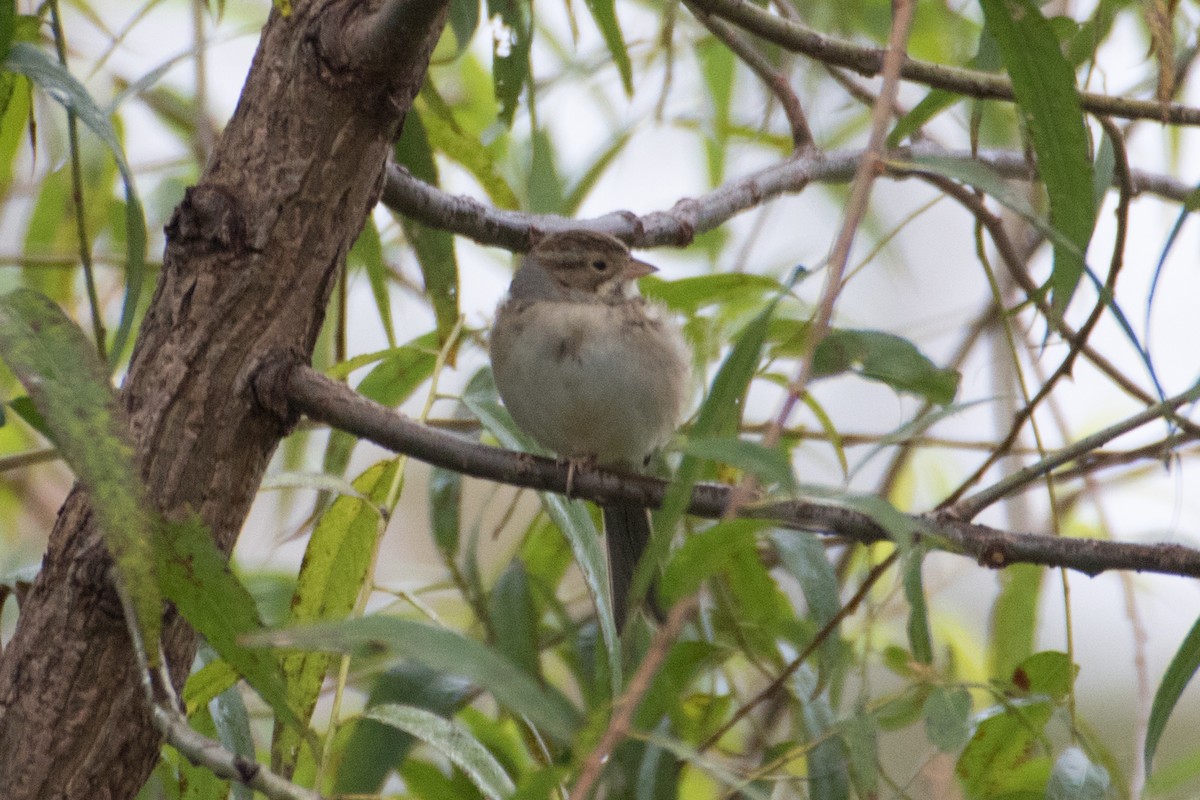 Clay-colored Sparrow - ML71808031