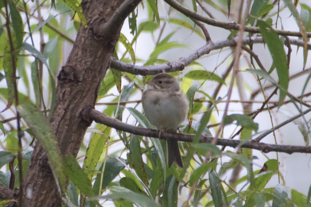 Clay-colored Sparrow - ML71808071