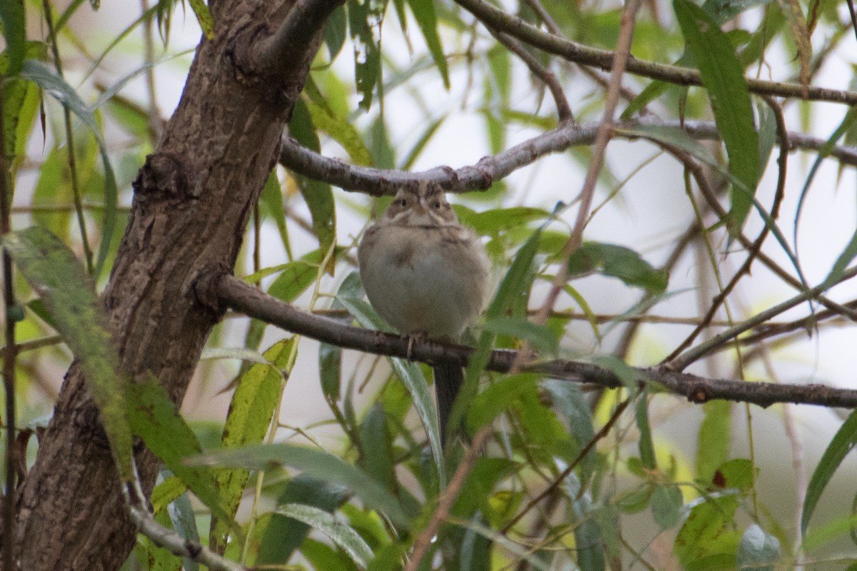 Clay-colored Sparrow - ML71808081