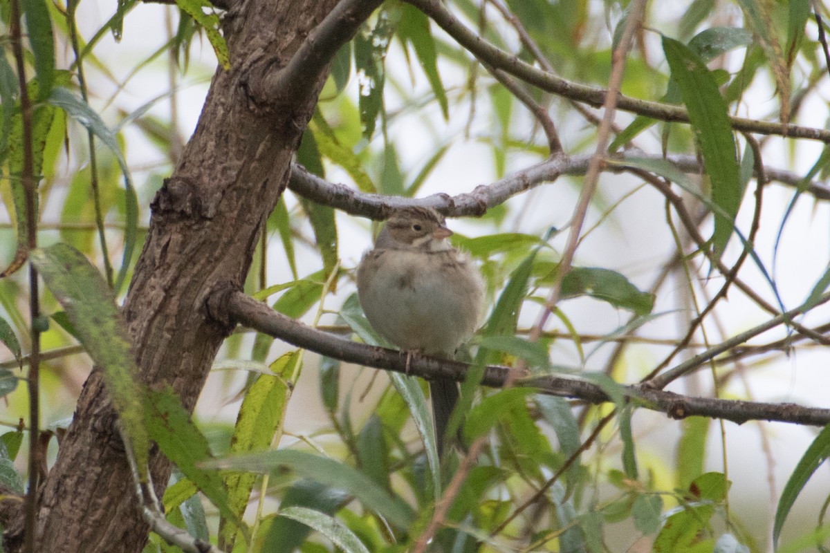 Clay-colored Sparrow - ML71808091