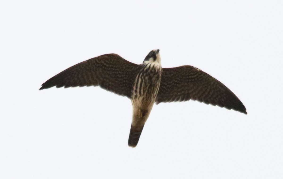 Alcotán Europeo - ML71808301