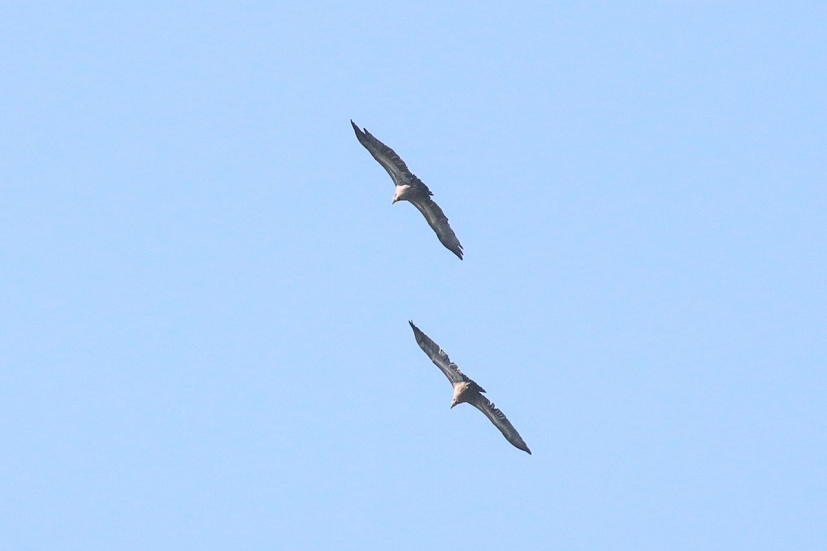 Accipitridae sp. (old world vulture sp.) - ML71809441