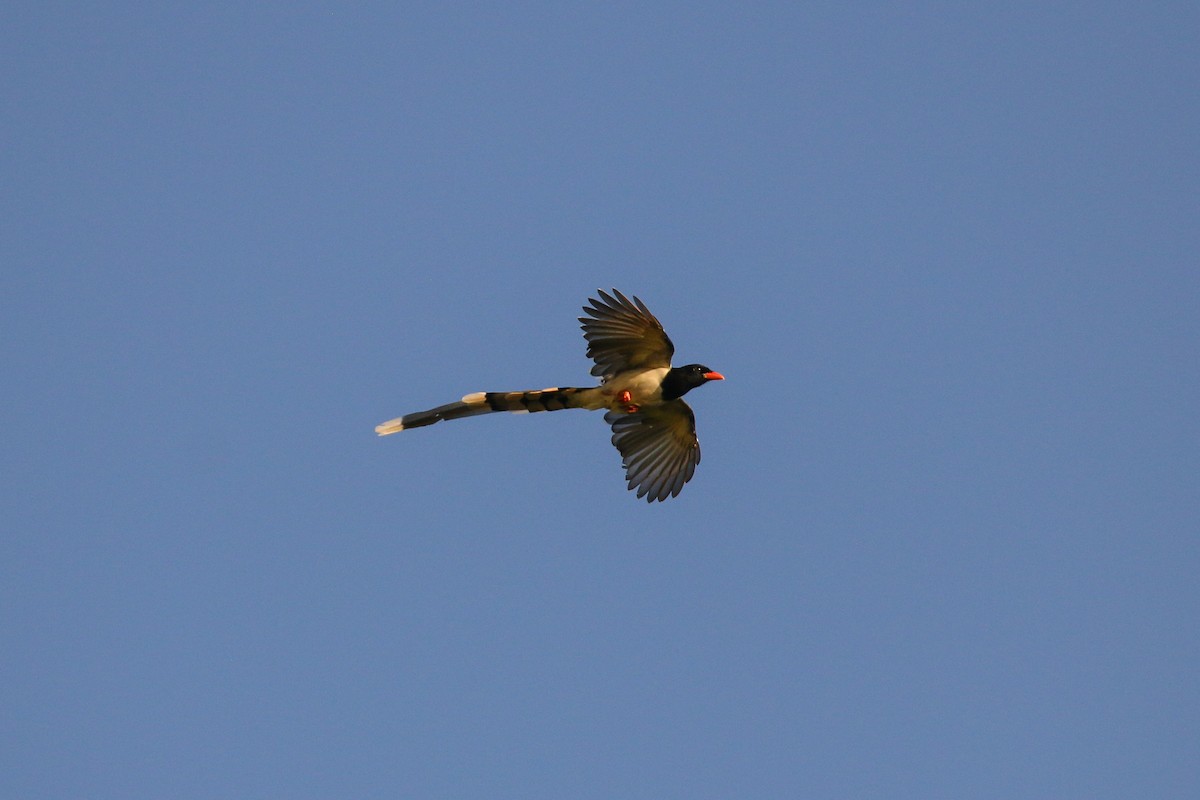 Red-billed Blue-Magpie - Tommy Pedersen