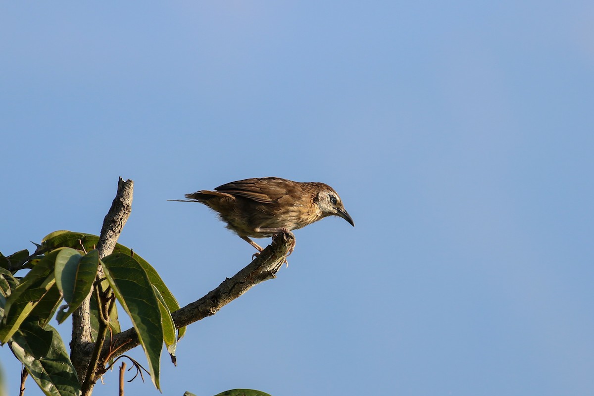 Spiny Babbler - Tommy Pedersen