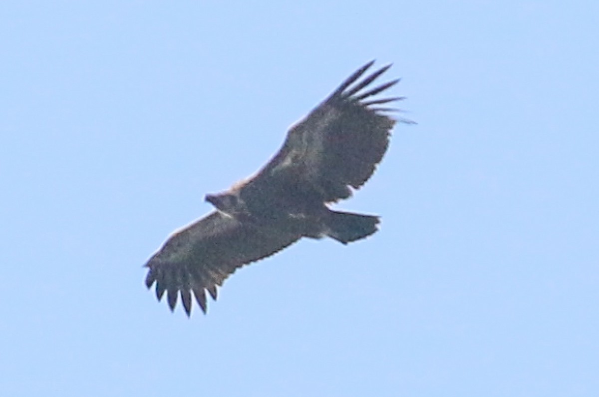 vautour sp. - ML71811041