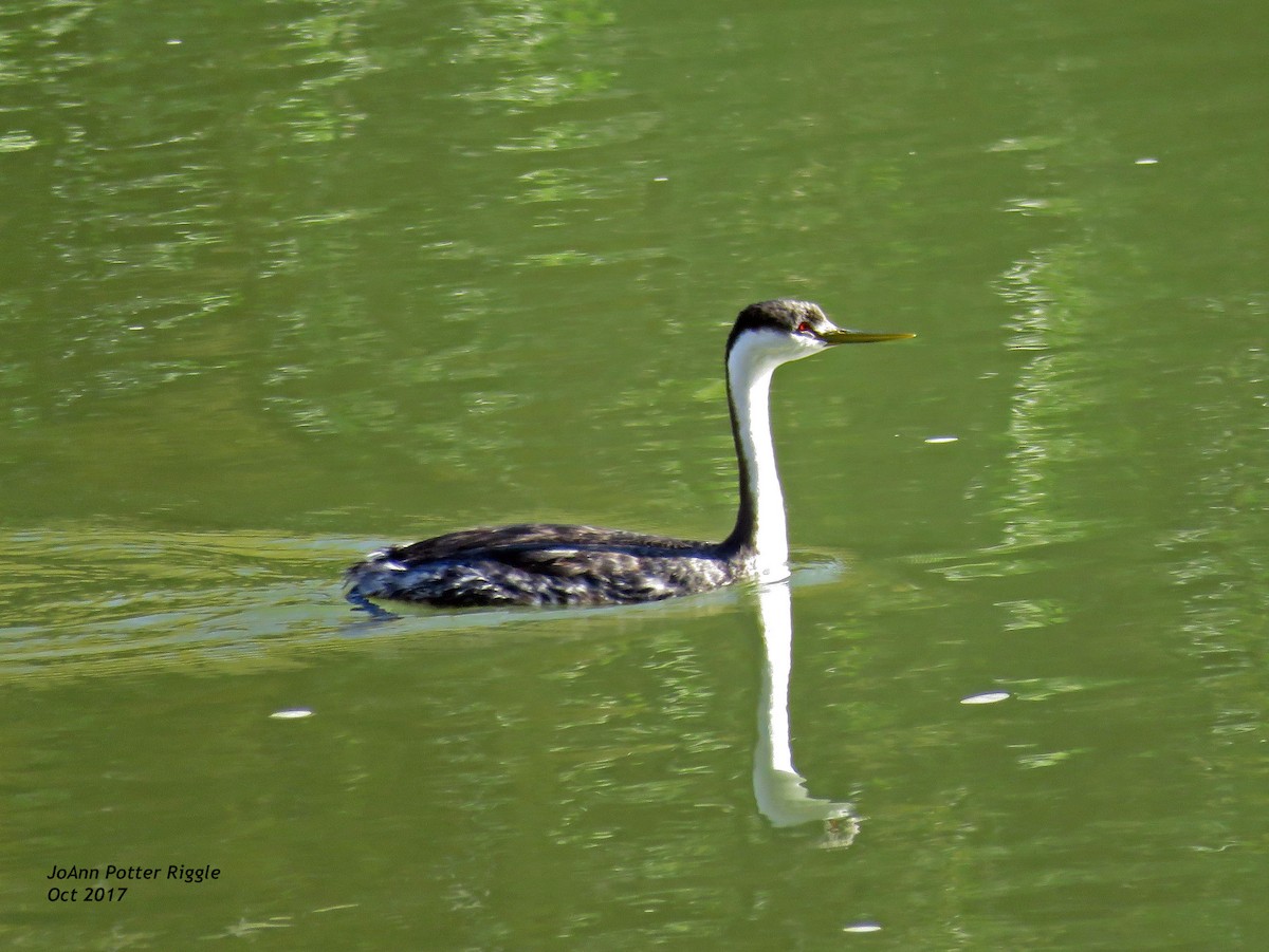 Western Grebe - ML71811091