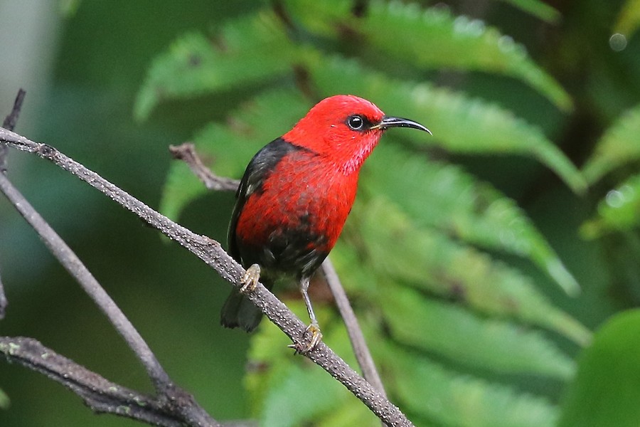 Wakolo Myzomela (Seram) - eBird