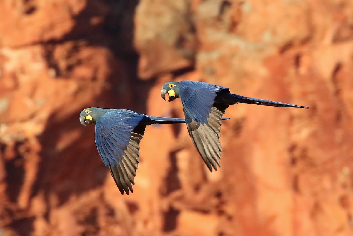 Indigo Macaw - ML718125