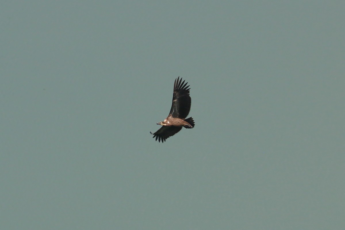 White-rumped Vulture - Tommy Pedersen