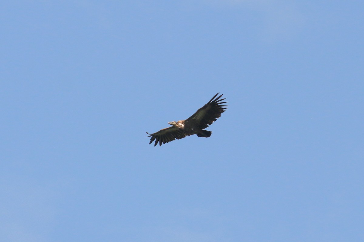 White-rumped Vulture - ML71812941