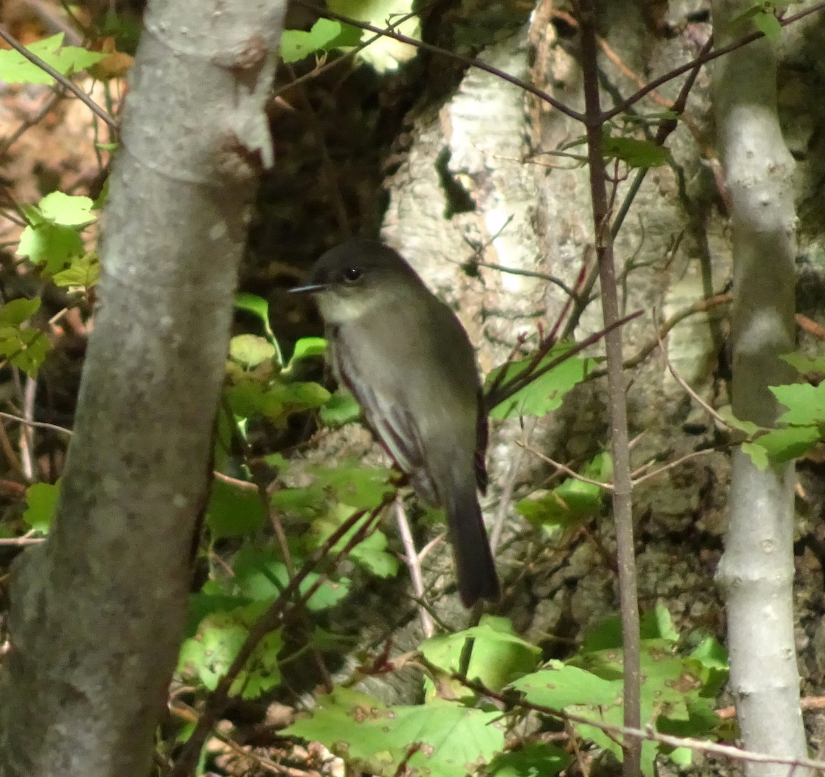 Eastern Phoebe - ML71813161