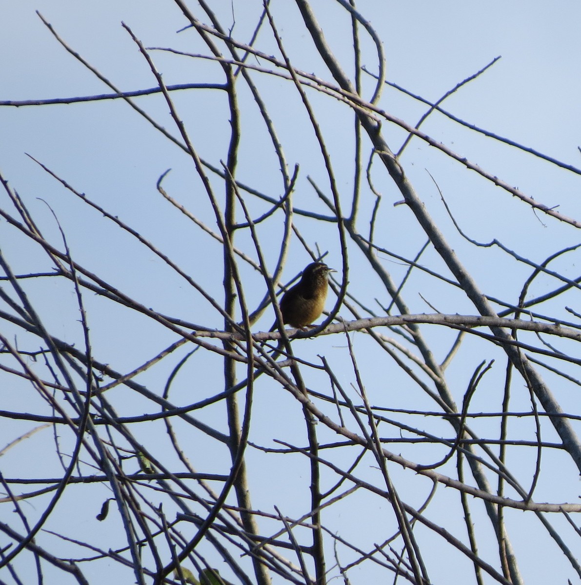 Carolina Wren - ML71814851