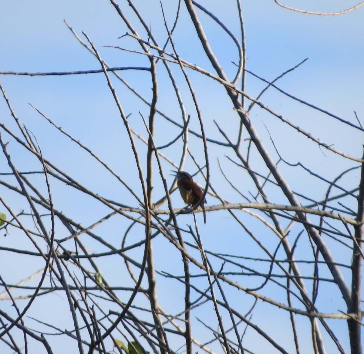 Carolina Wren - ML71814861