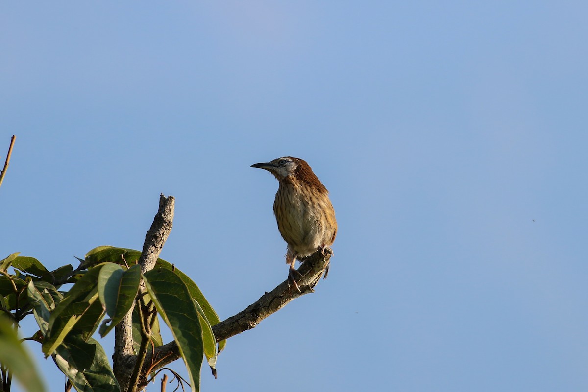 Spiny Babbler - Tommy Pedersen