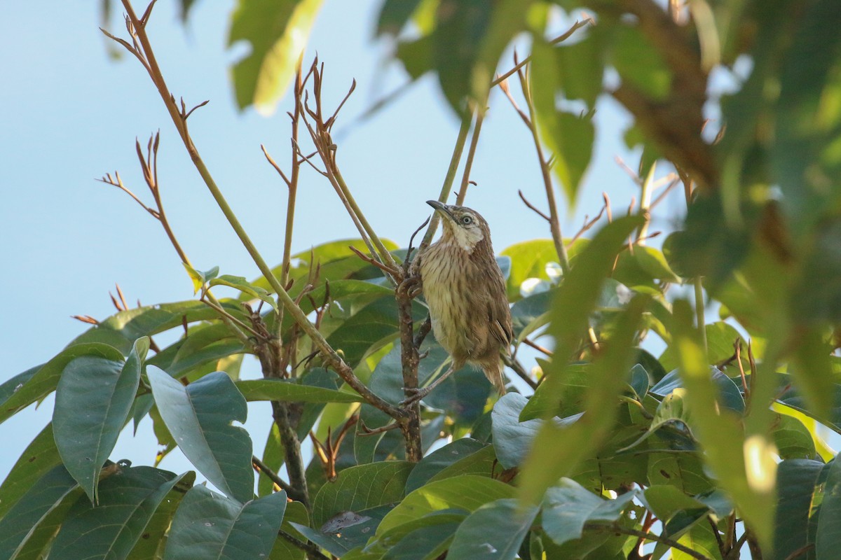 Spiny Babbler - Tommy Pedersen