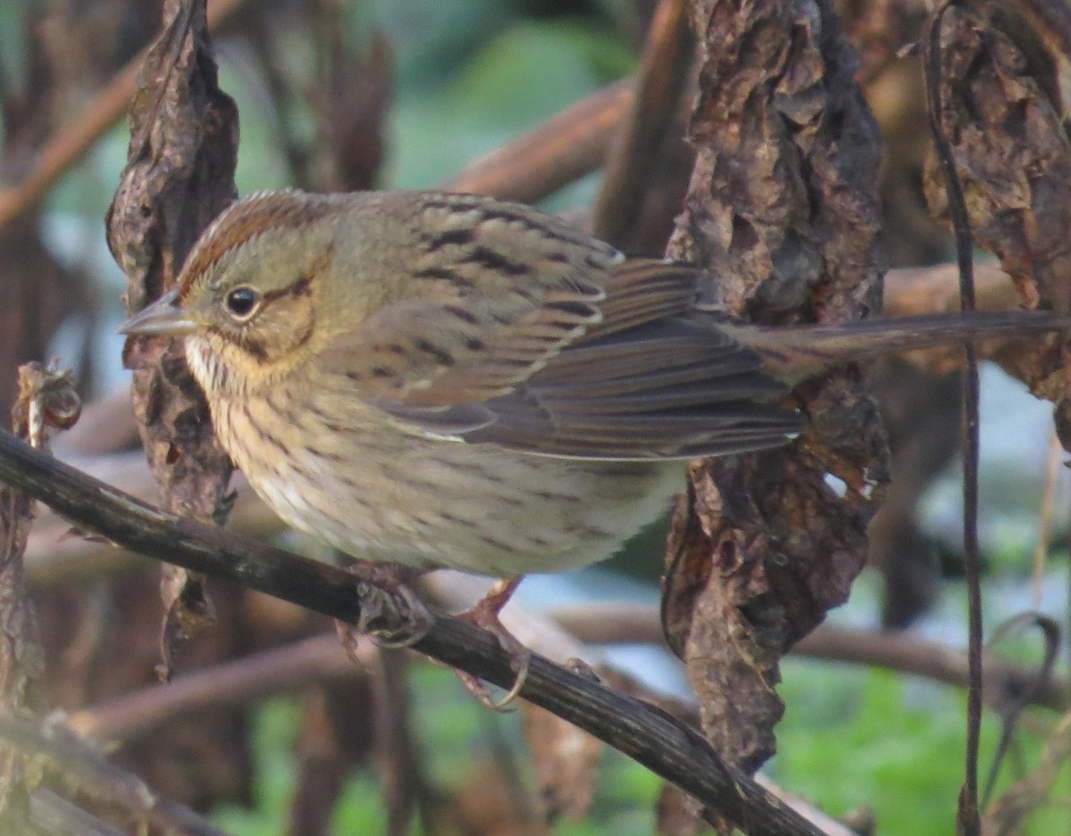 Lincoln's Sparrow - ML71815631