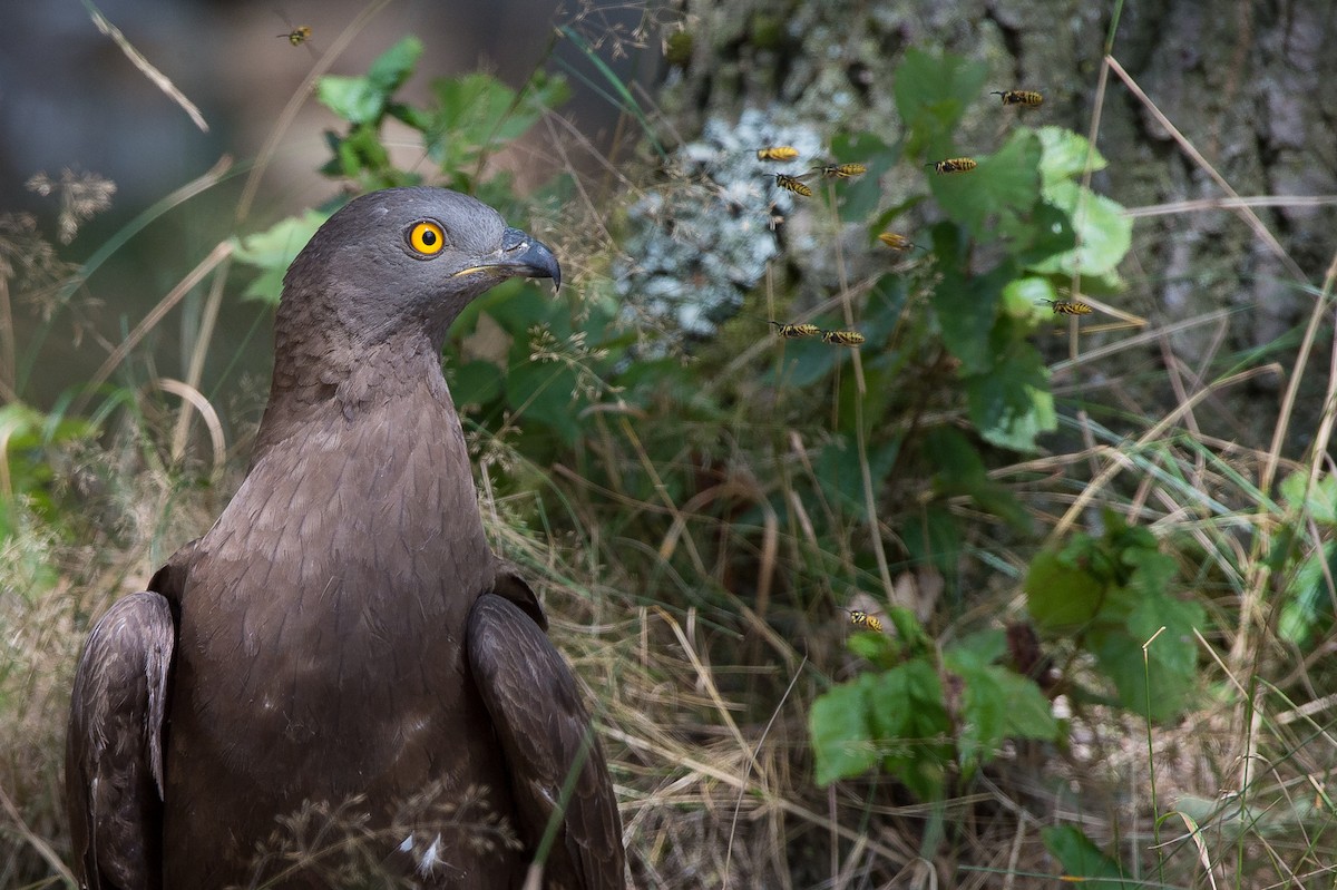 European Honey-buzzard - ML718158