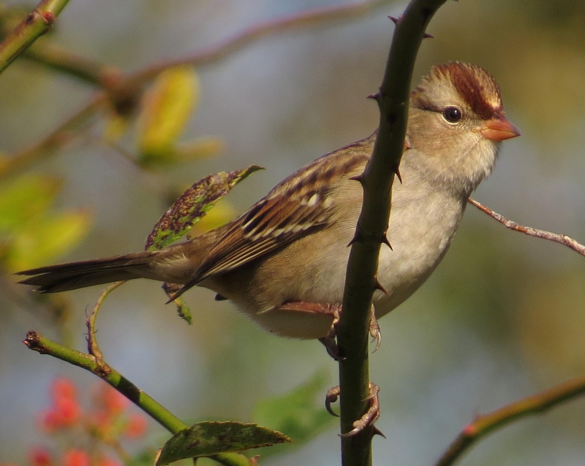 White-crowned Sparrow - ML71815931