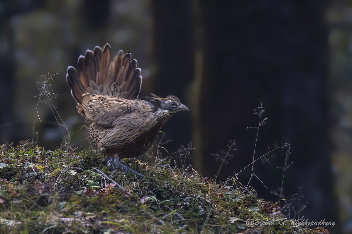 Koklass Pheasant - ML718170