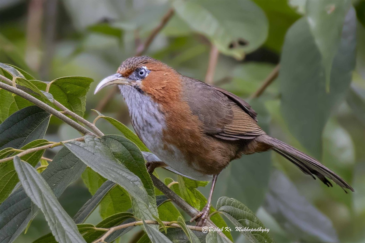 Rusty-cheeked Scimitar-Babbler - ML718173