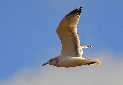 Herring Gull - ML71817651