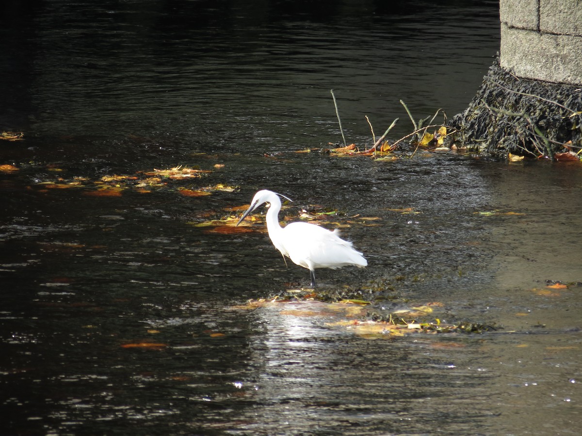 Little Egret - Willson Gaul