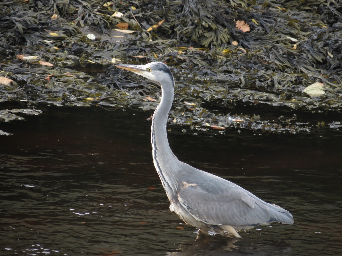 Gray Heron - ML71818131