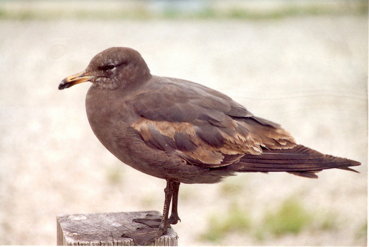 Heermann's Gull - ML71818241