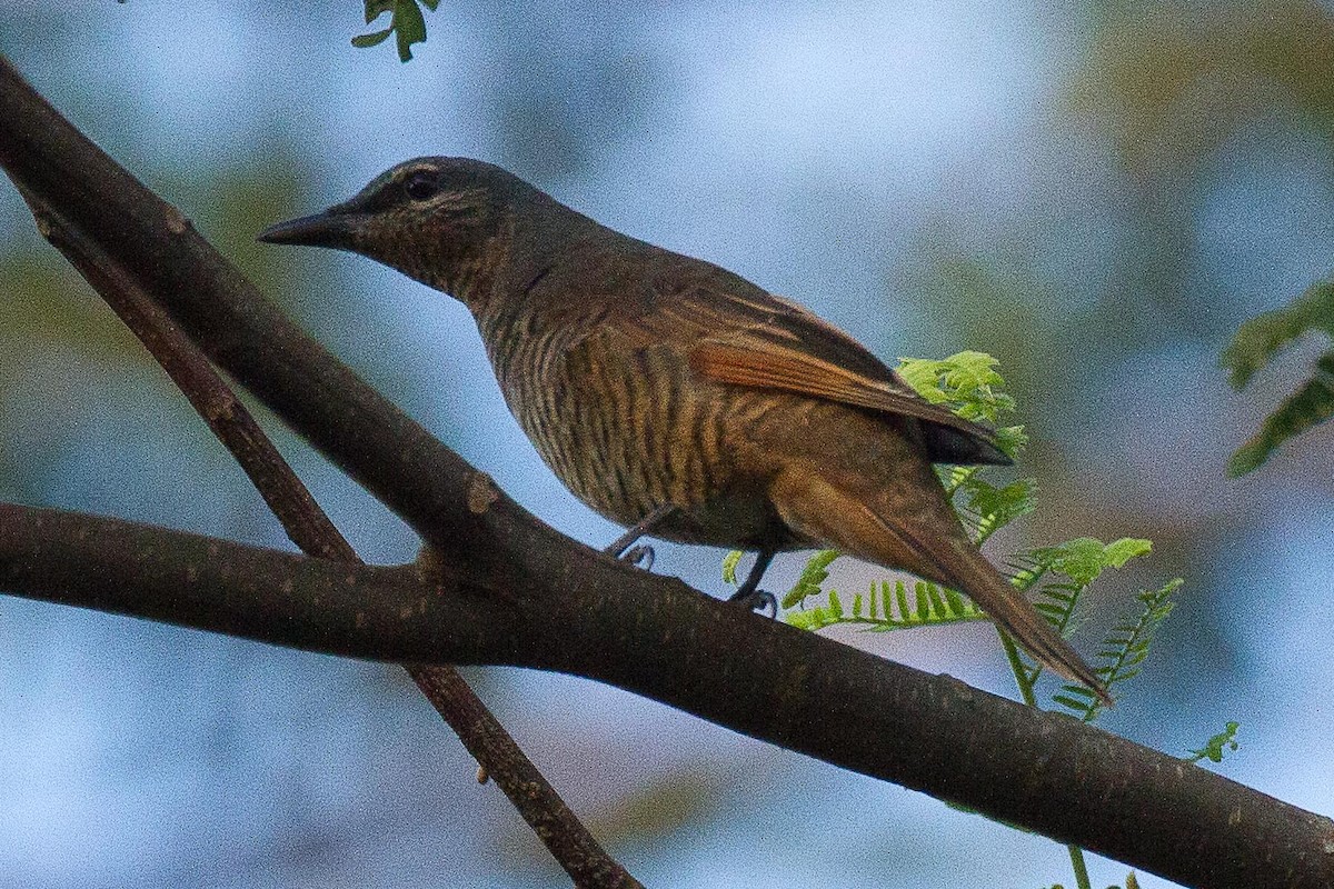 Common Cicadabird - ML71819171