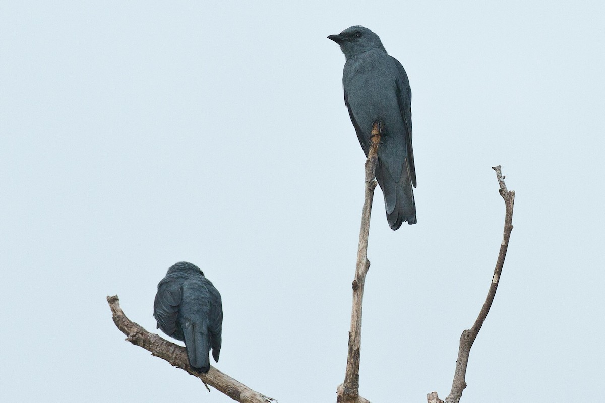 Halmahera Cuckooshrike - Eric VanderWerf