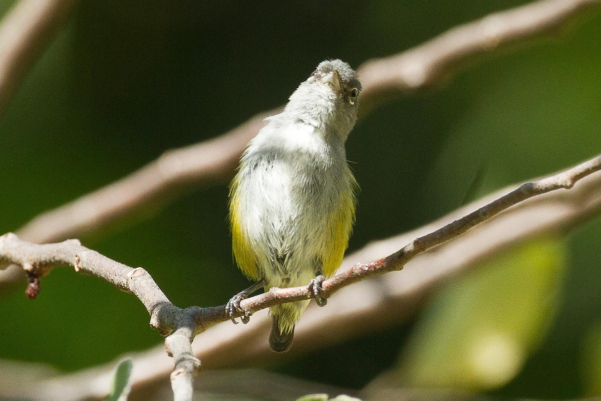 Halmahera Flowerpecker - ML71819691