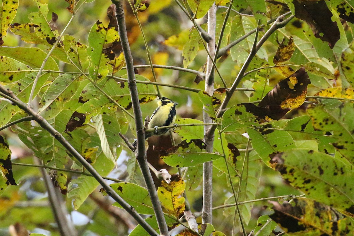 Himalayan Black-lored Tit - ML71819881