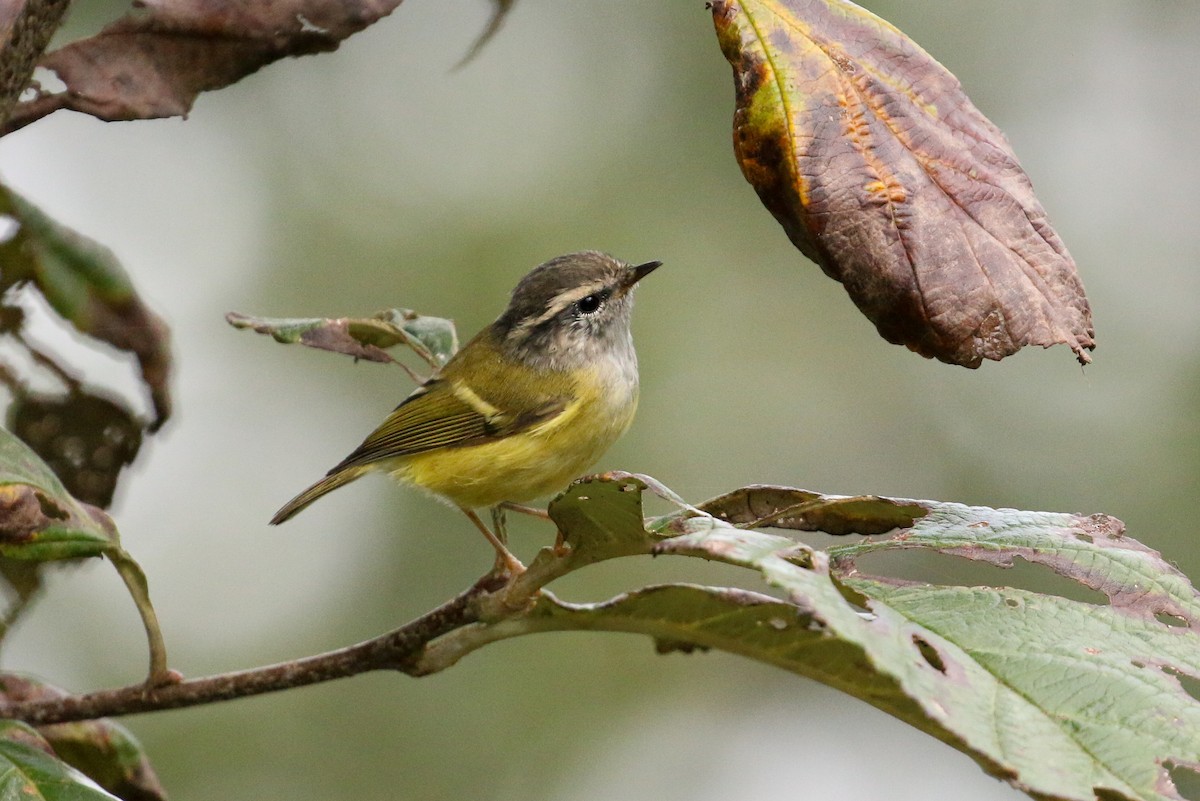 Ashy-throated Warbler - Tommy Pedersen