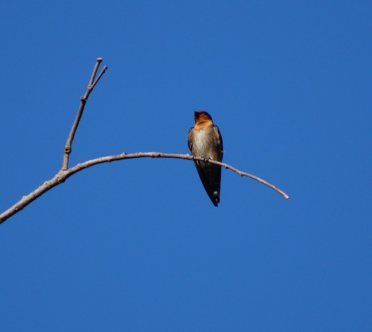 Pacific Swallow (Pacific) - ML718200