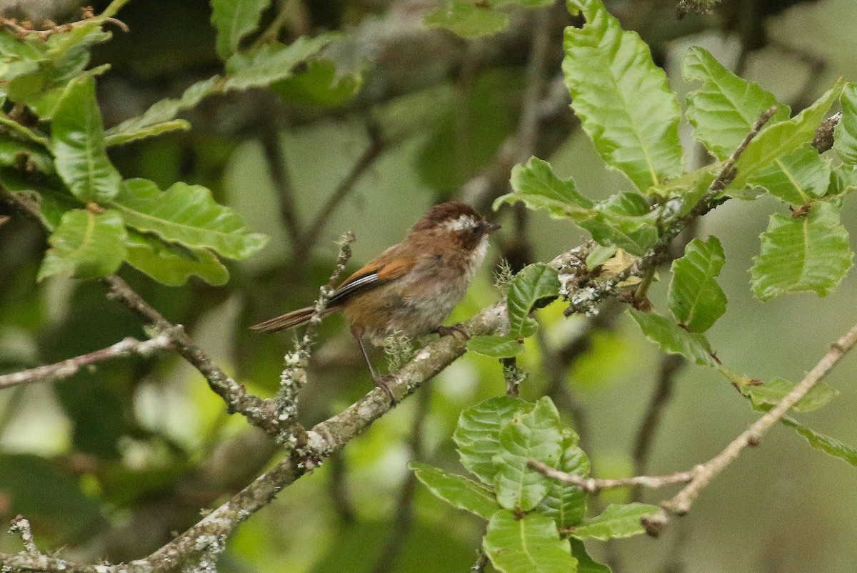 White-browed Fulvetta - ML71820021