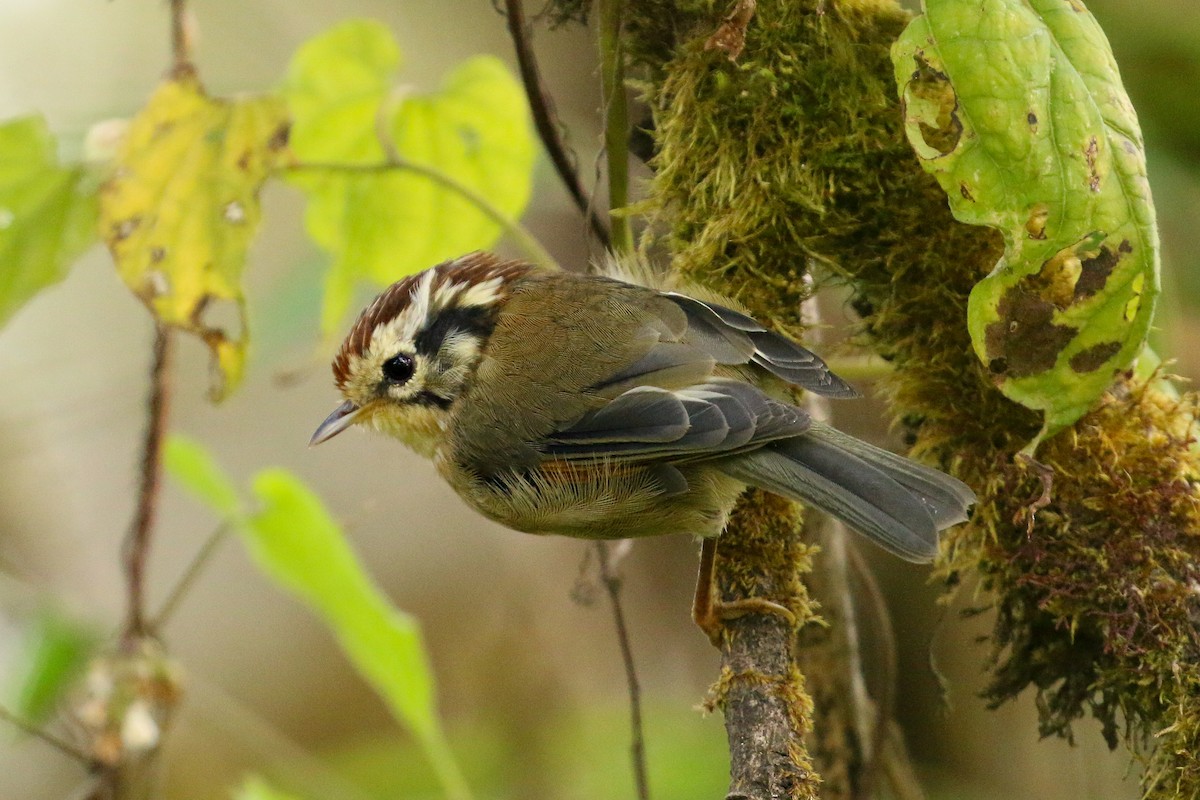 Rufous-winged Fulvetta - ML71820121